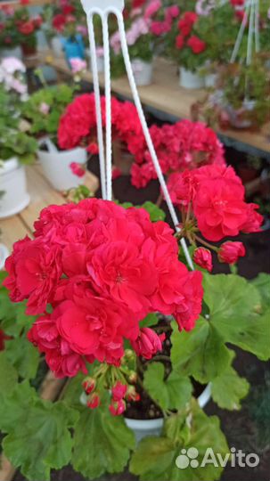 Пеларгония герань