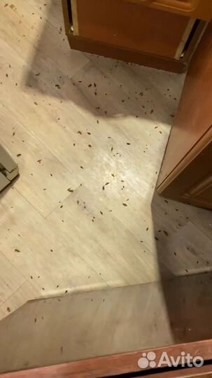 Уничтожение тараканов клопов комаров