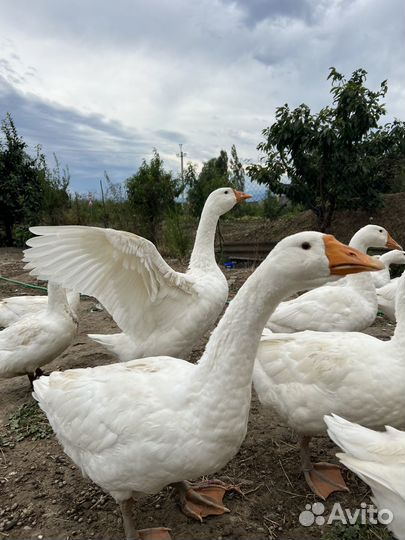 Продам Гусей