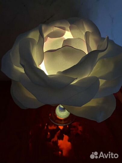 Роза ночник