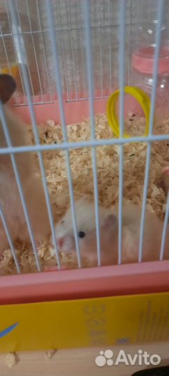 Сирийский хомяк