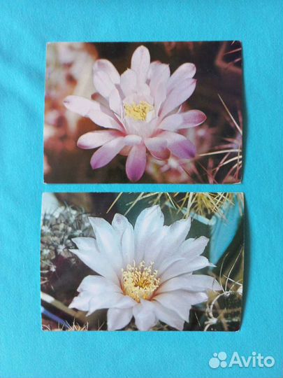 Открытки СССР