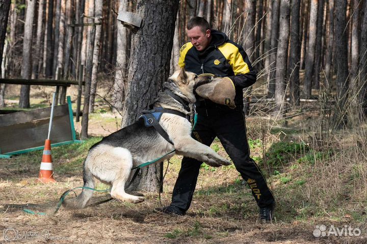Кобель вео для вязки