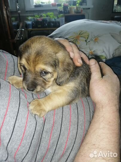 Собака в добрые руки отдам бесплатно