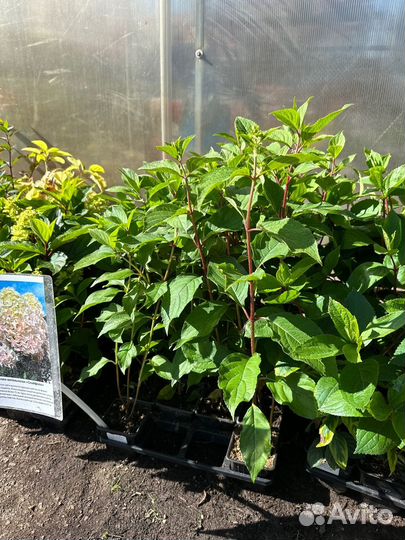 Гортензия саженцы оптом