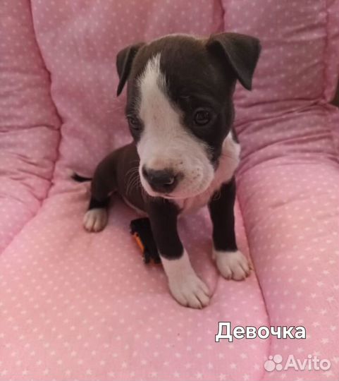 Щенки Стаффорда