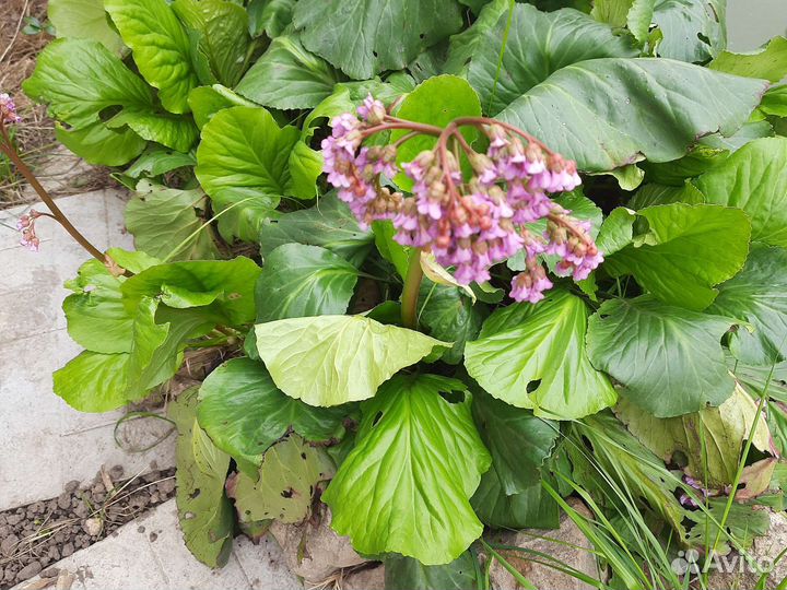 Саженцы хосты, бадана, декоративного лука-чеснока