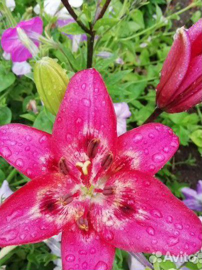 Азиатские лилии. Опт и розница