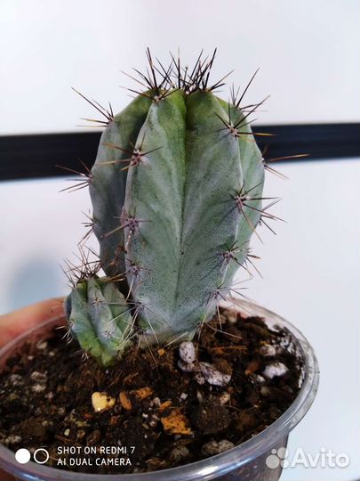 Суккуленты