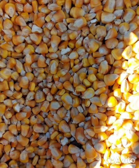 Горох, Подсолнечник на корм