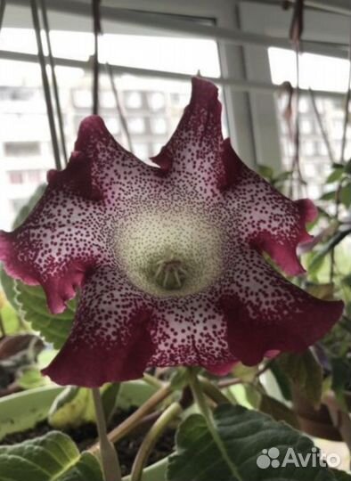 Домашние цветы