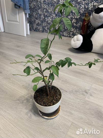 Мандариновое дерево в горшке