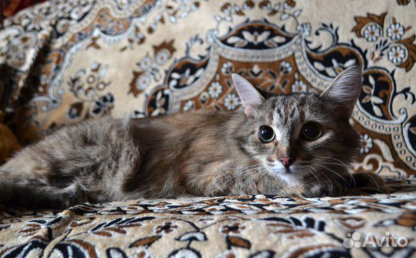 Кошка в добрые руки