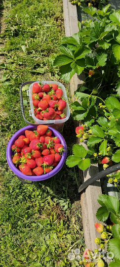 Рассада, саженцы клубники крупноплодной