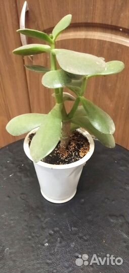 Суккуленты