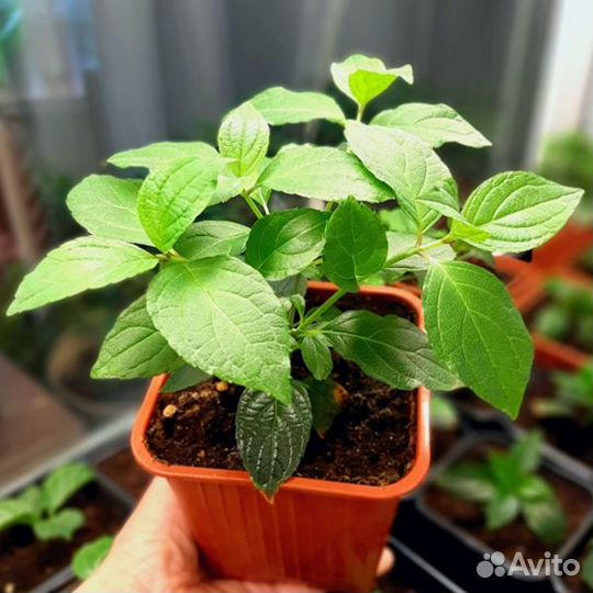 Гортензия метельчатая зимостойкая, в ассортименте