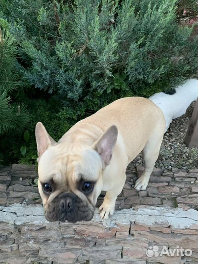 Французский бульдог кабель вязка