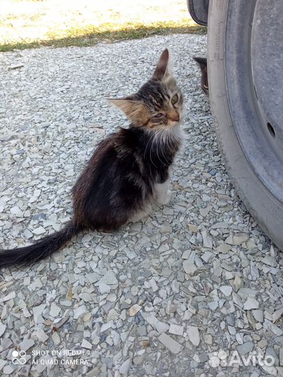 Кошечка, в добрые и ответственные руки