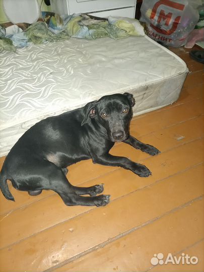 Найдена собака