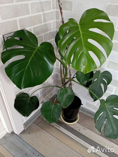 Монстеры, Драцена