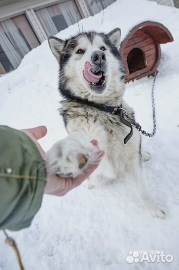 Хаски-трекинг