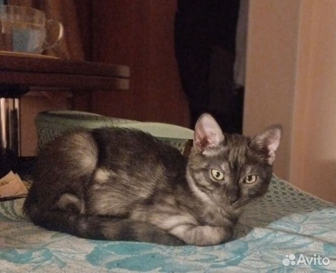 Котик в добрые руки