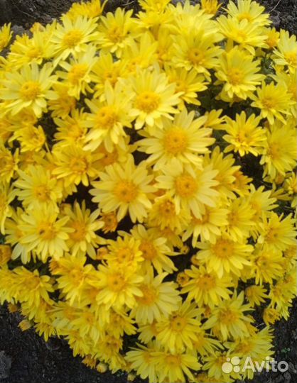Шаровидные хризантемы