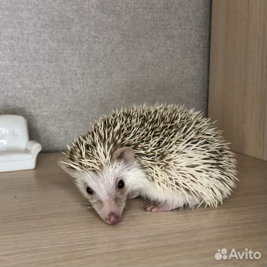 Ежата