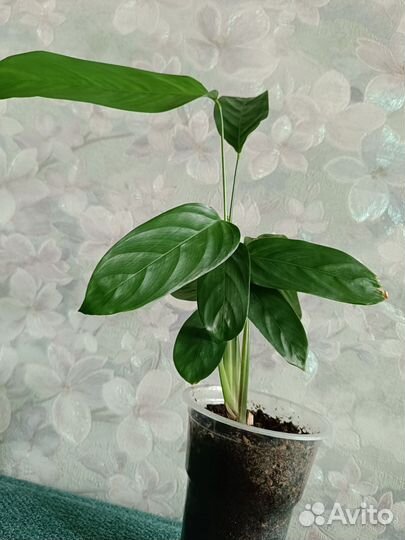 Ктенанта сжатая