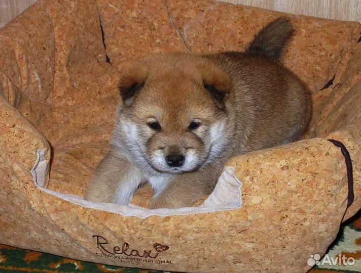 Щенки сиба ину