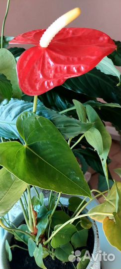 Антуриум красный цветок