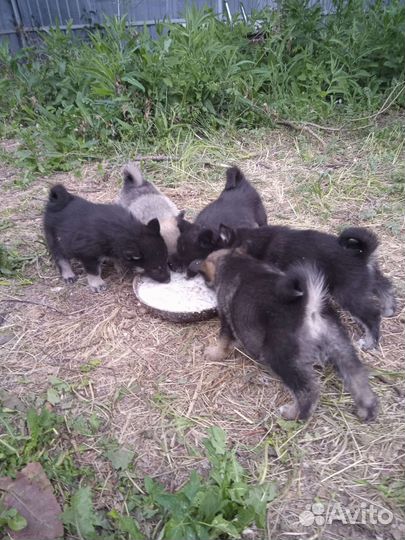 Лайка, щенки