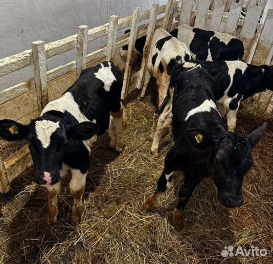 Бычки и телята