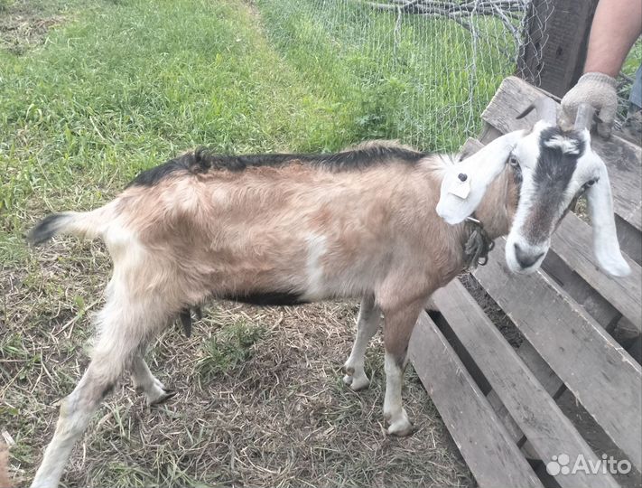 Продам козу