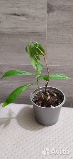 Пахистахис