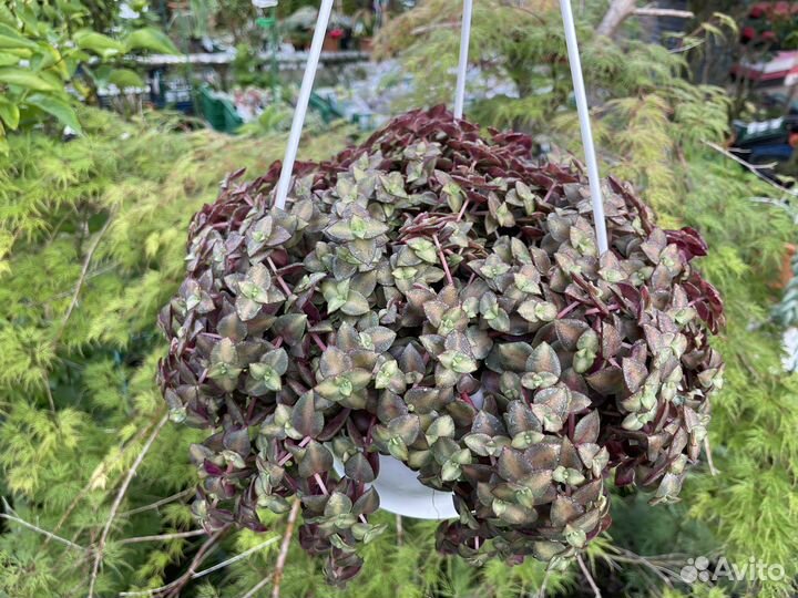 Суккуленты, ампельные