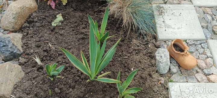 Юкка вариегатная садовая, зверобой декоративный