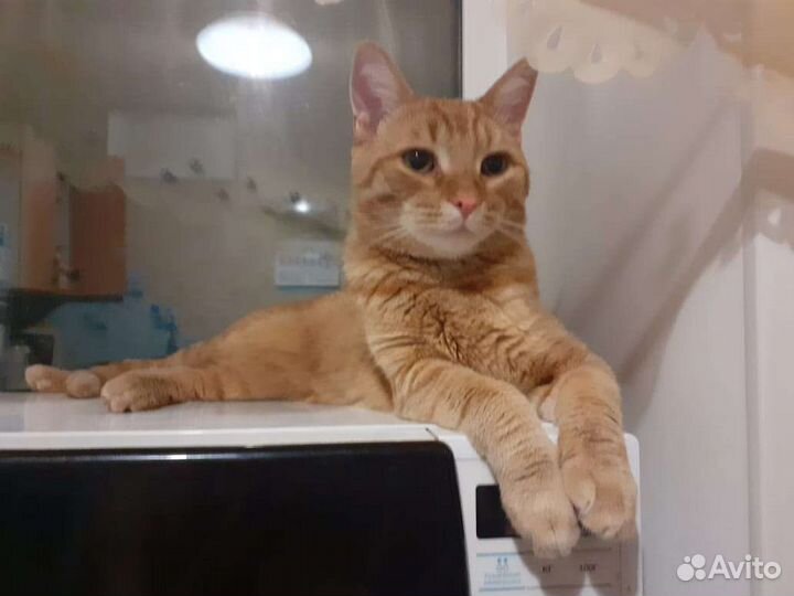 Фокс