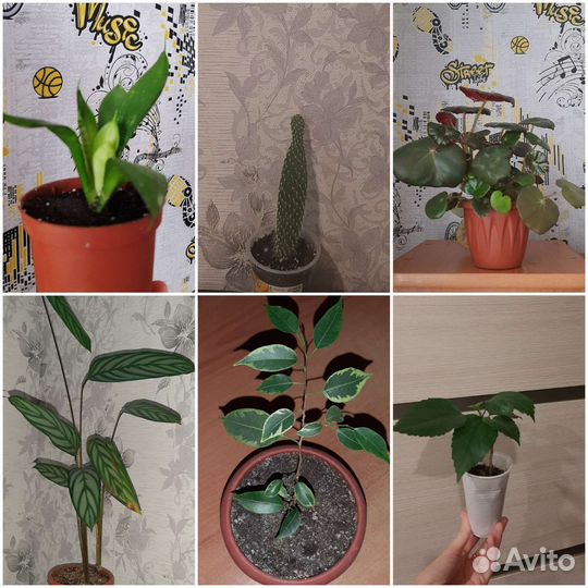 Комнатные цветы