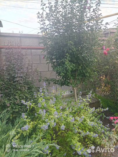 Кариоптерис кладоненский (пестролистный)