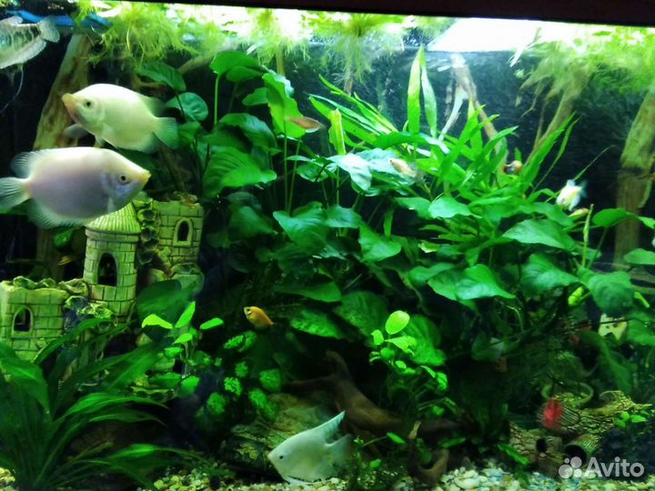 Аквариумные растения