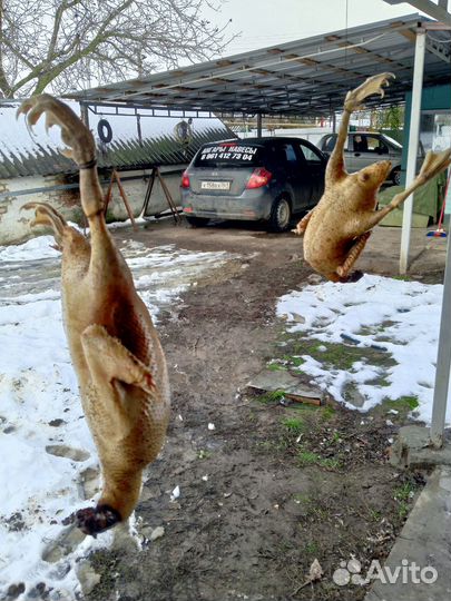 Курымускусные утки
