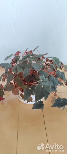 Бегония Клеопатра