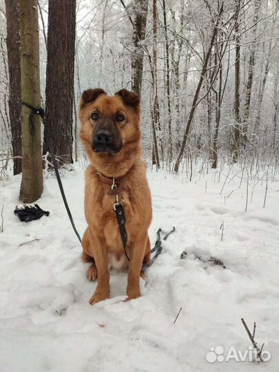 Очень умный пес ждет своего хозяина в приюте