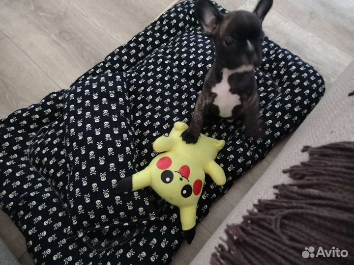 Кровать для кота или собаки