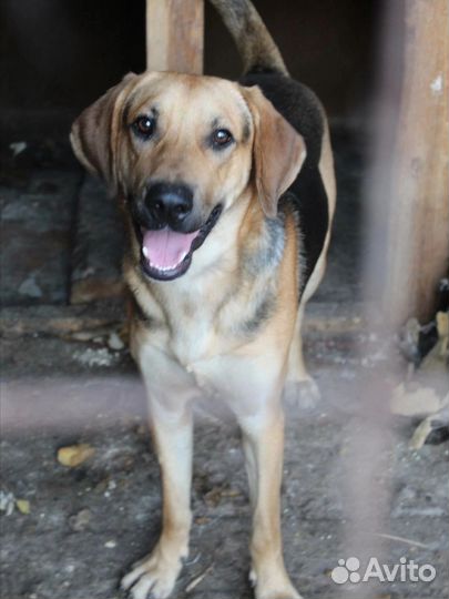 Пёс Босс ищет дом