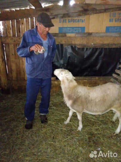 Баран Катумский