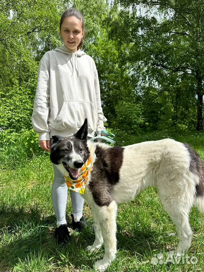 Подарите Тимону счастливую жизнь вне приюта