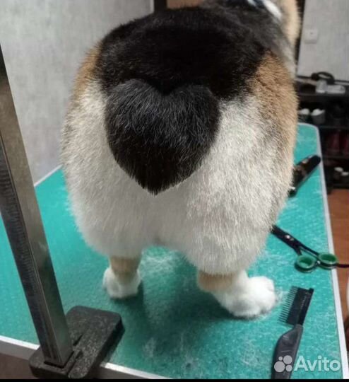 Стрижка собак, стрижка котов, груминг, грумер