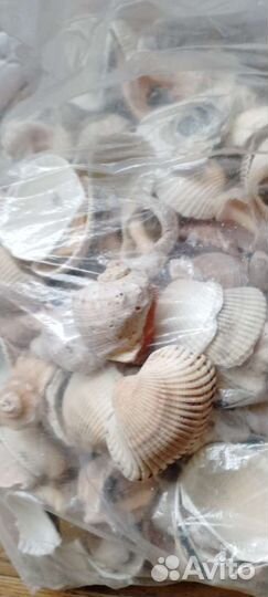Пакет черноморских ракушек для поделок